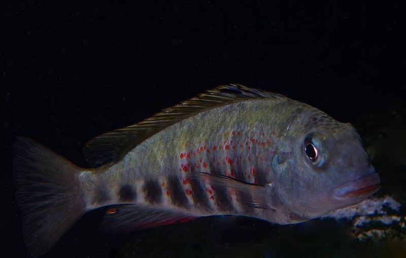 Pseudosimochromis babaulti 'Zambia'